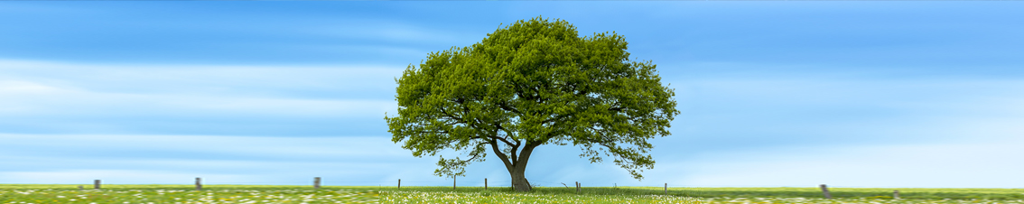 The Learning Tree Floortime